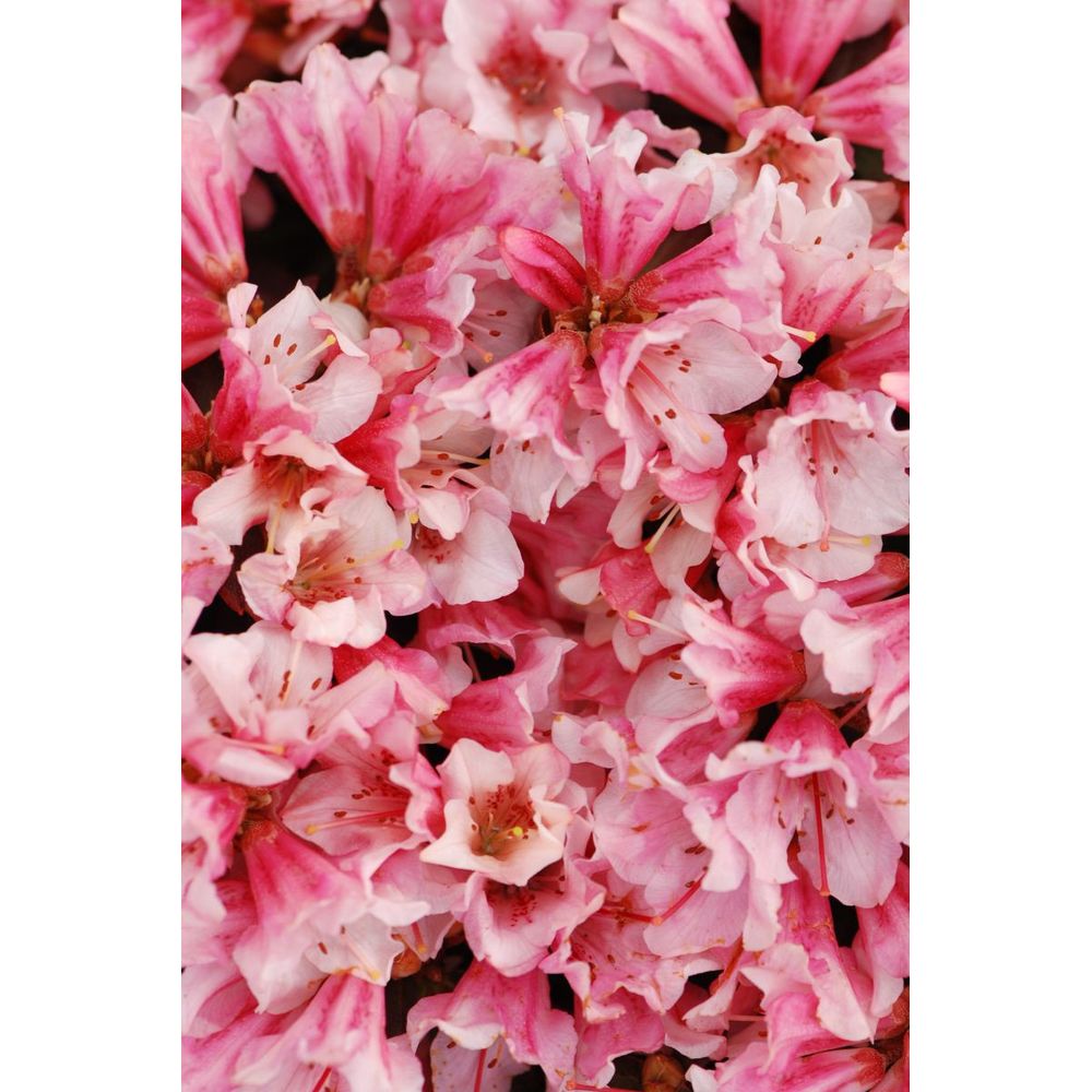 Rhododendron 'wee bee' - en pot de 4 litres