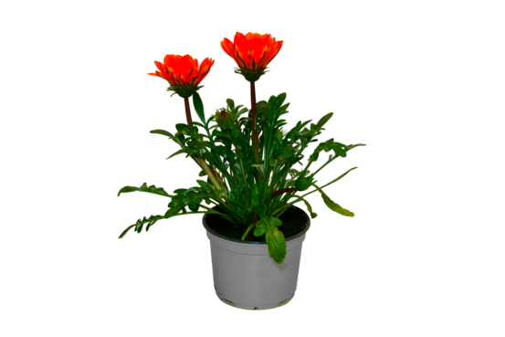 Gazania pot 10,5 cm