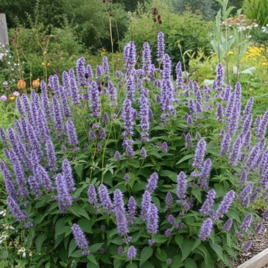 Agastache black adder godet - 5/20 cm