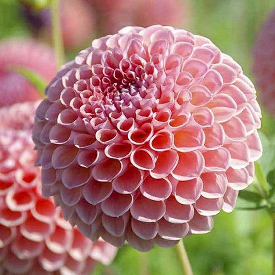 Dahlia balle 'joey winnie' bulbe calibre i
