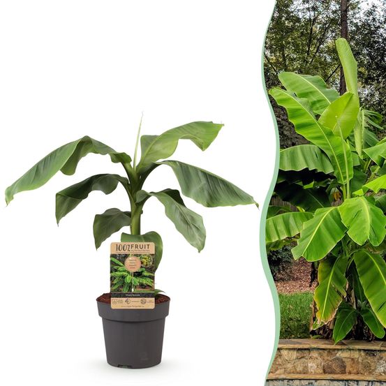 Bananier rustique - pot 21 cm - hauteur 90 cm - plante d'extérieur