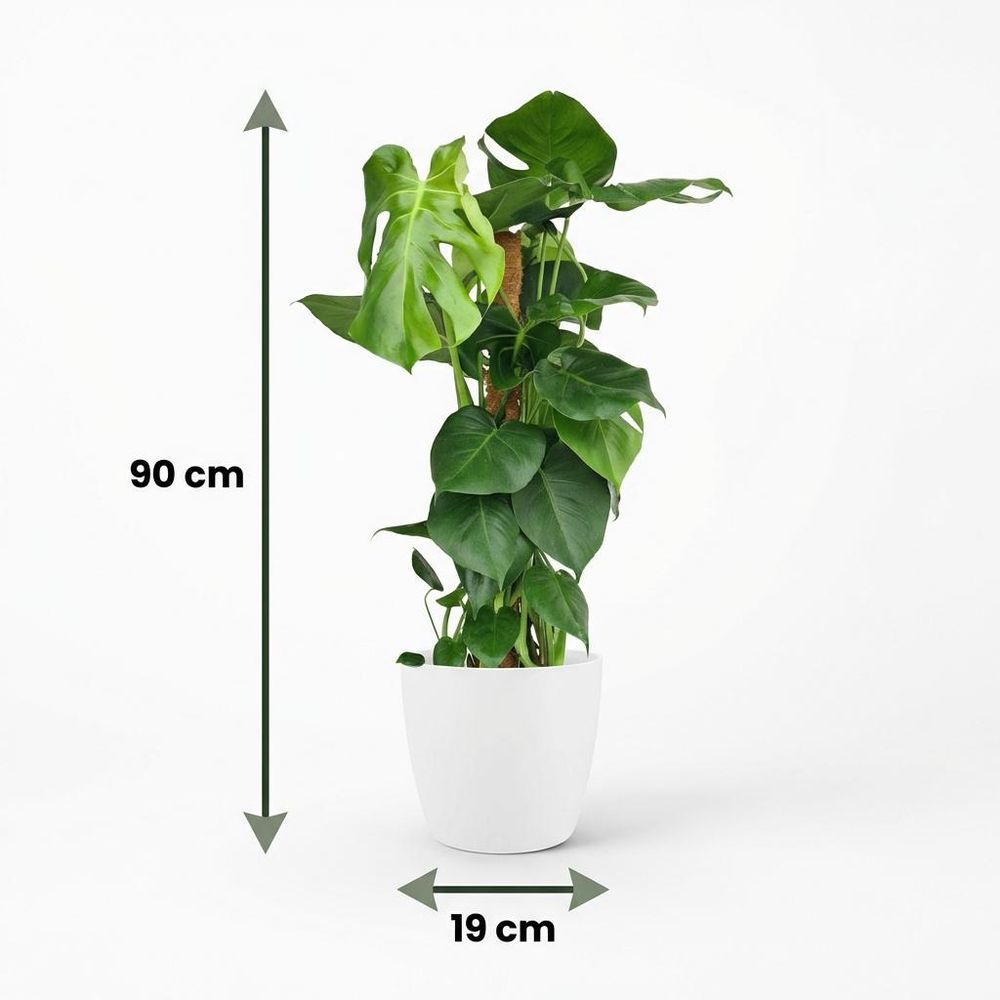 Monstera deliciosa avec tuteur - pot de 19cm - hauteur 90cm