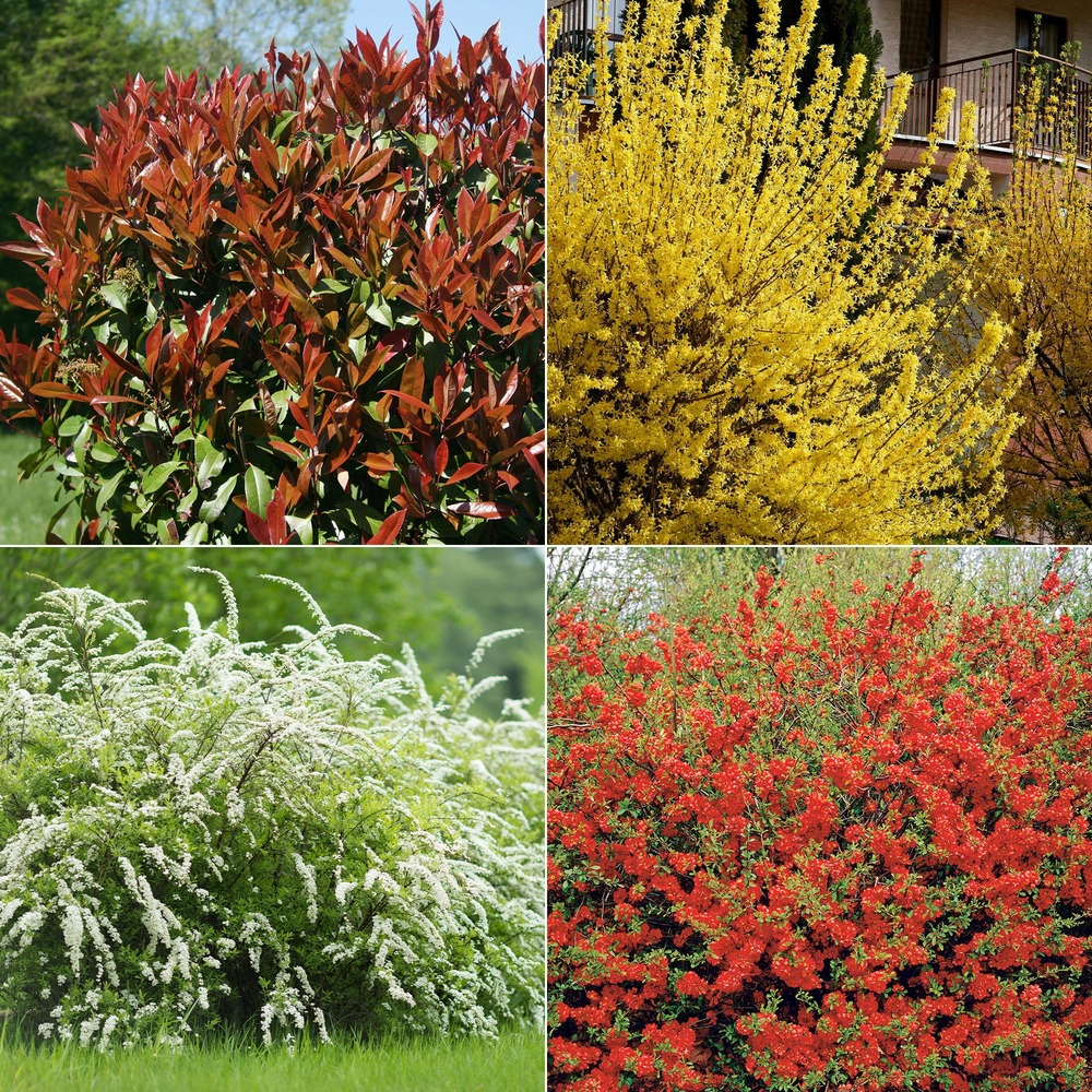 Collection haie printanière - 4 arbustes - les 4 pots / 2l / hauteur livrée 30-40cm