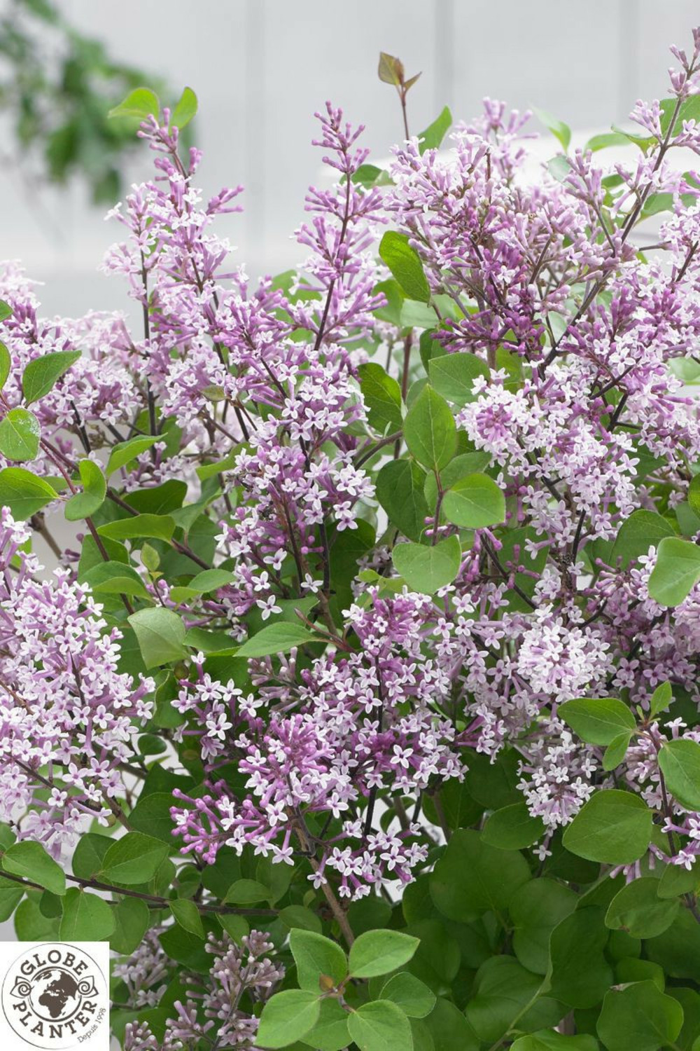 Lilas nain flowerfesta ? Purple' - en pot de 3 litres