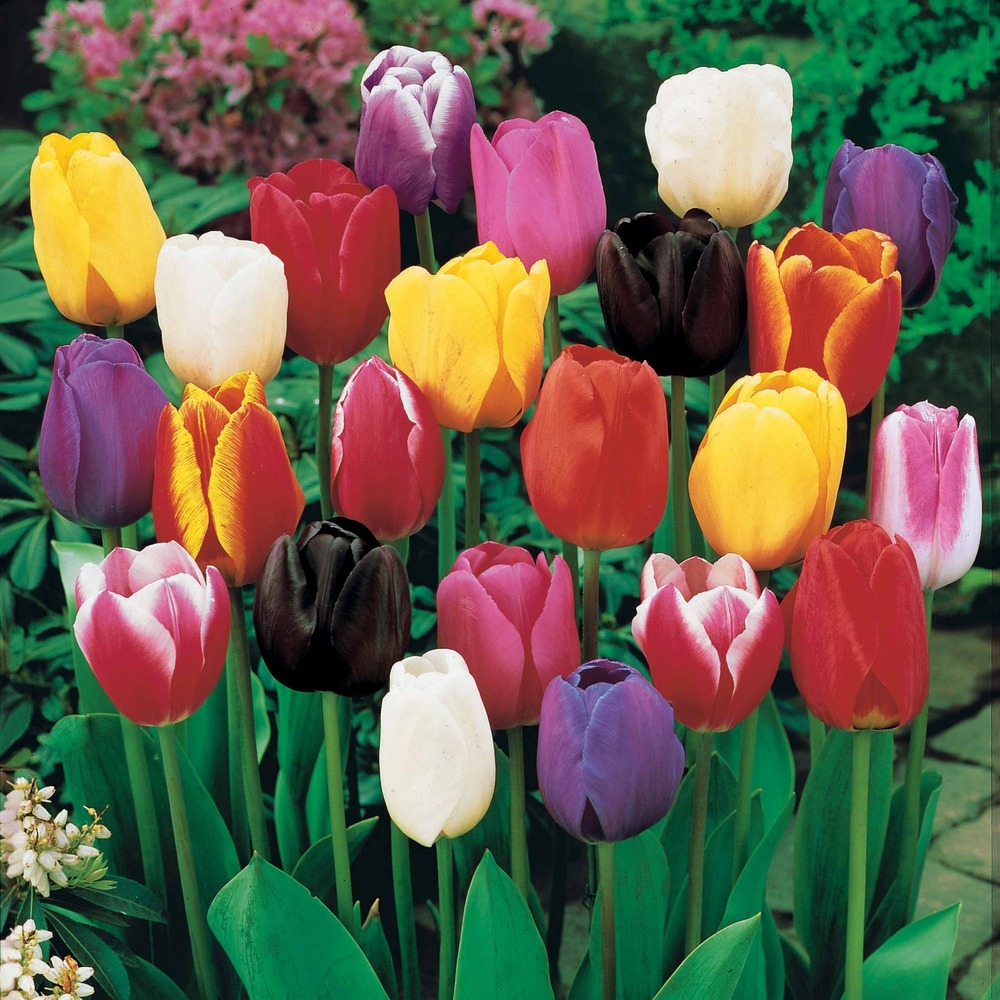 Tulipes à longues tiges en mélange - le sachet de 50 bulbes / circonférence 12cm+, vendu par lot de 2