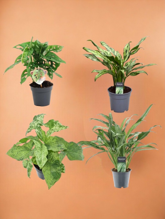 Coffret 4 plantes dépolluantes rares