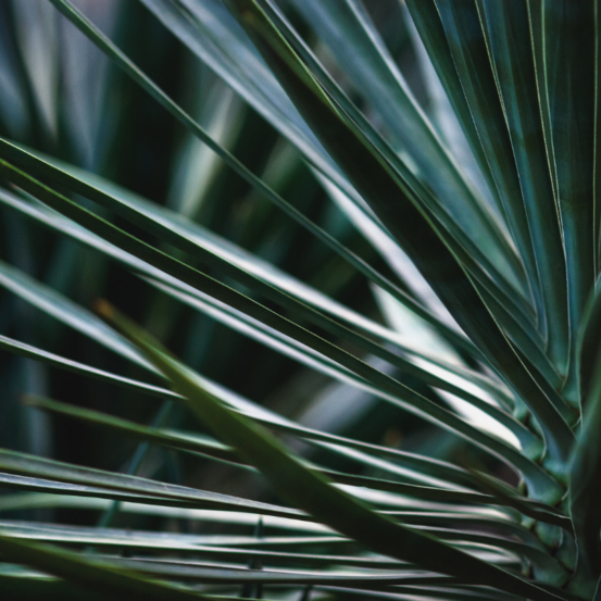 Yucca rostrata 40/50 cm pot 10l