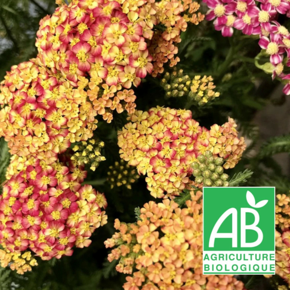 Achillée terracotta - sans traitement godet - 5/20 cm