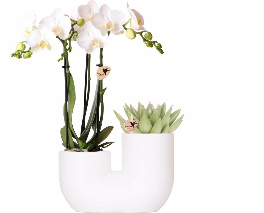 Orchidée amabilis et succulente en pot décoratif blanc