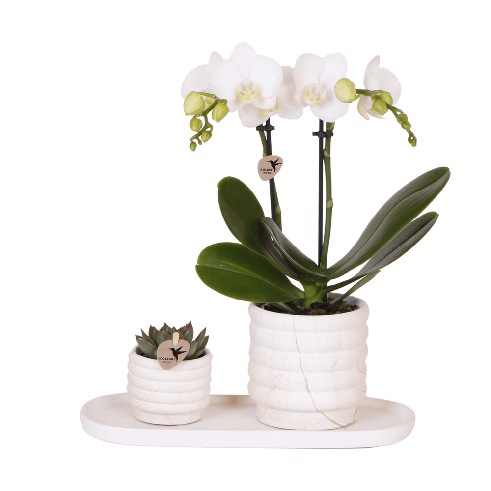 Orchidée phalaenopsis 'lausanne' blanche (phalaenopsis) - set avec succulente + cache-pots décoratifs - plantes d'intérieur