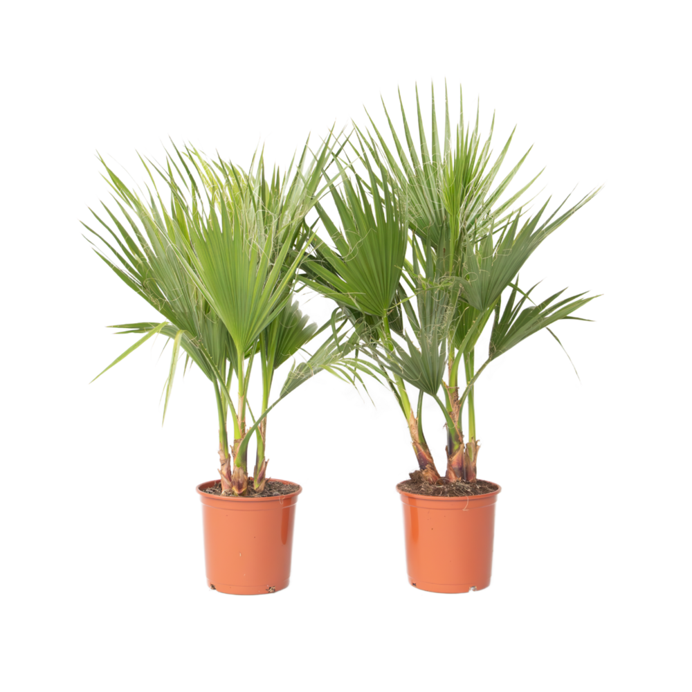 Palmier de washington - set de 2 - washingtonia robusta - h70-90cm - ⌀21cm