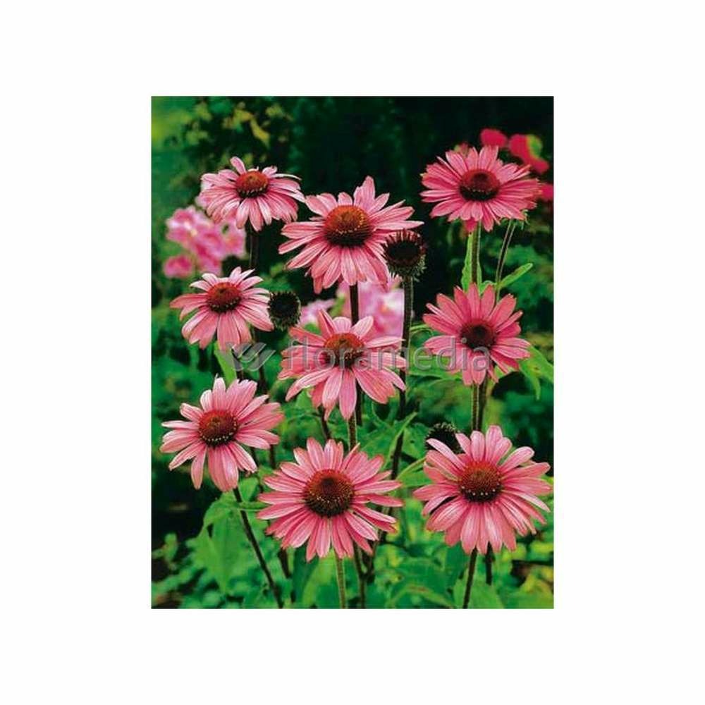 Rudbeckia vivace pourpre