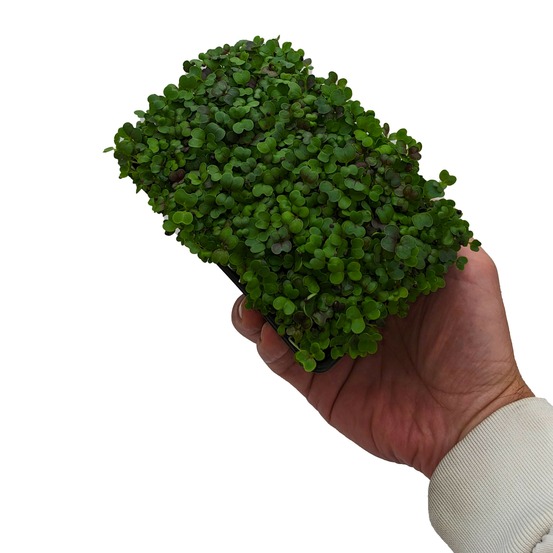 Graines de micro pousses de pak choï rouge