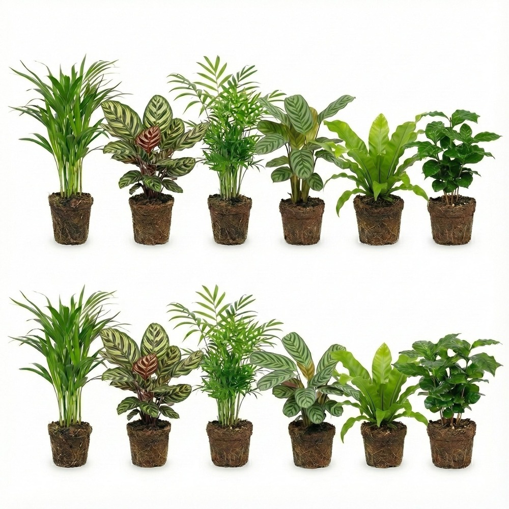 Plantes d'intérieur purificatrices d'air - lot de 12 pièces ø 12 cm
