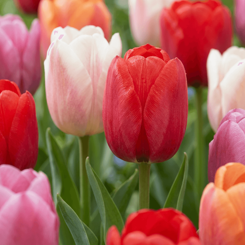Tulipe 'glowing with pride' (tulipa) - floraison printanière - calibre 11/12 - 30 bulbes