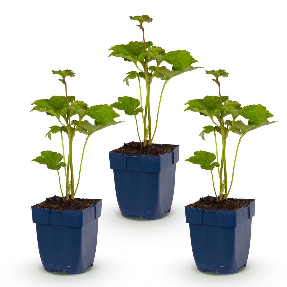 Anémone du japon 'königin charlotte' (anemone x hybrida) - vivace fleurie d'automne - pot 11cm - plante d'extérieur