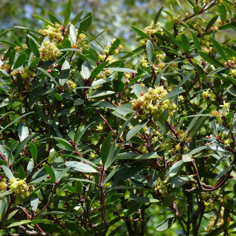 Poivre de tasmanie pot de 2l/3l