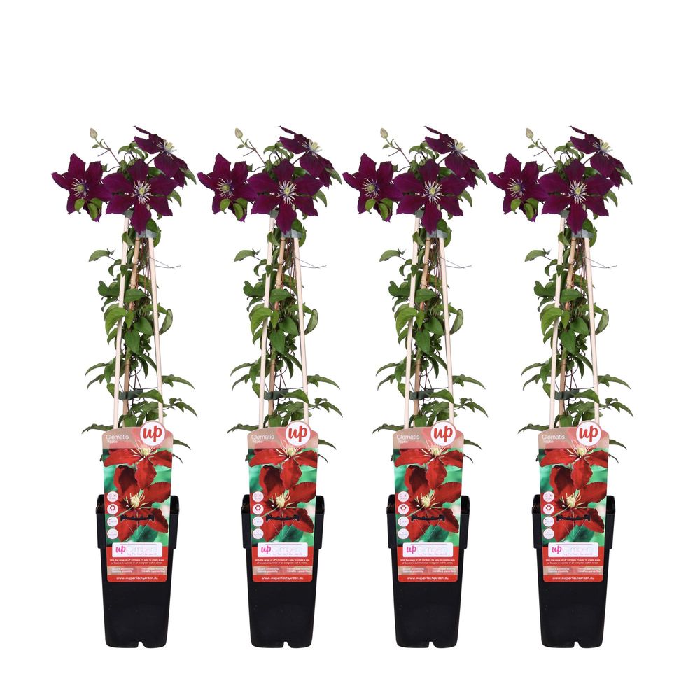 Lot de 4 - clematis niobe - h65 cm - ø15 cm - plante d'extérieur