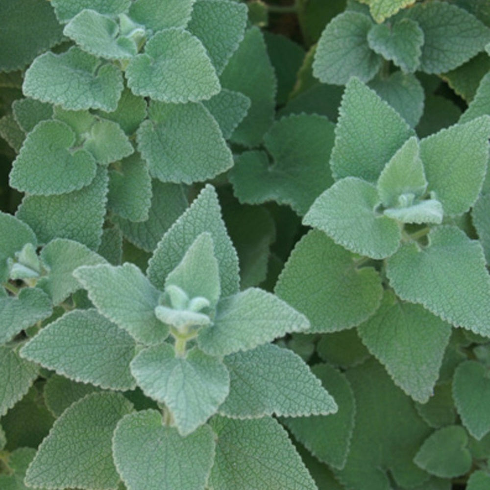 Ballota hirsuta - le pot / 8cm