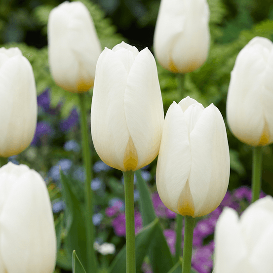 Tulipe triumph blanche (tulipa) - floraison printanière - calibre 11/12 - 60 bulbes