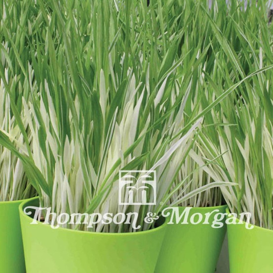 Herbe à chat, orge 'variegata' le sachet de 100 graines environ (3g)