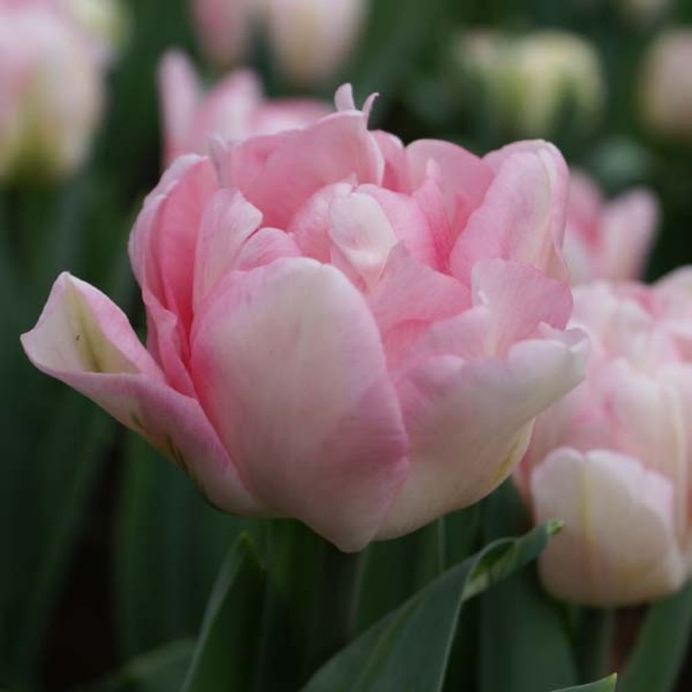 Tulipe double tardive 'foxtrot' bulbe calibre 12+ (par 10)