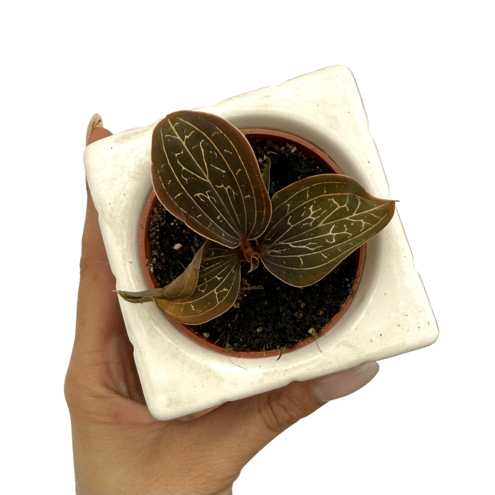 Ludisia discolor - pot de 6cm