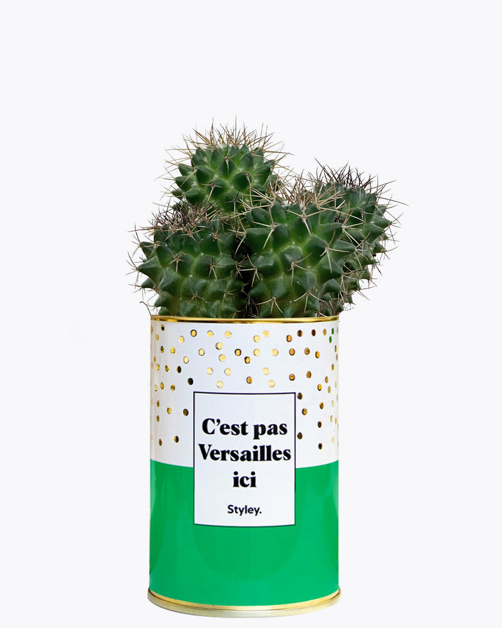 Plante facile à entretenir - c'est pas versailles ici - cactus