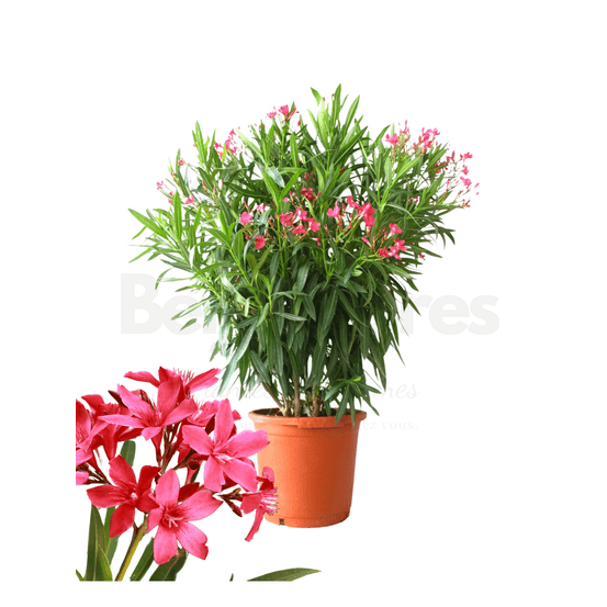Laurier rose 40/60 cm nerium oleander