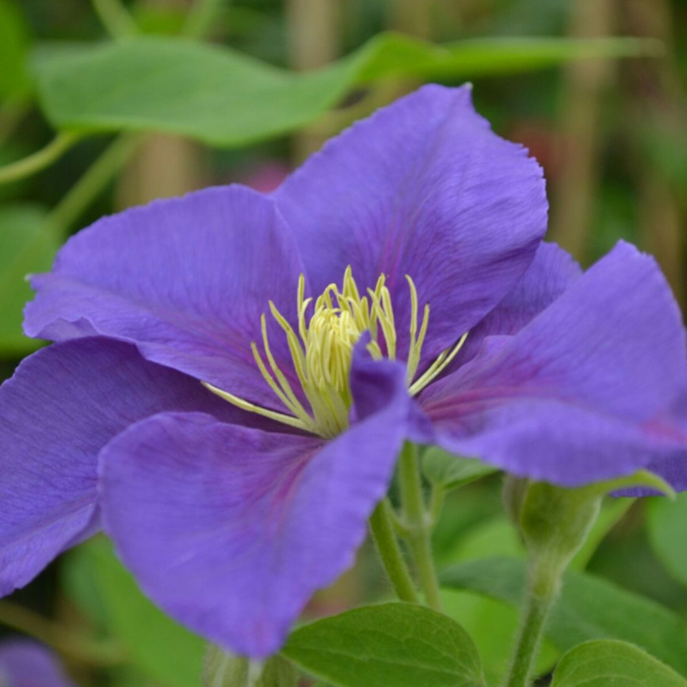 Clématite general sikorski pot de 3l - echelle bambou 60/120 cm