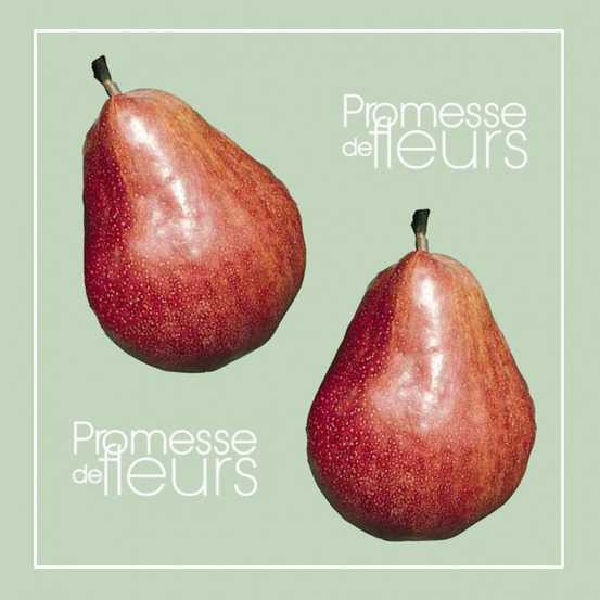 Poirier 'william rouge' pot de 7,5l/10l, gobelet