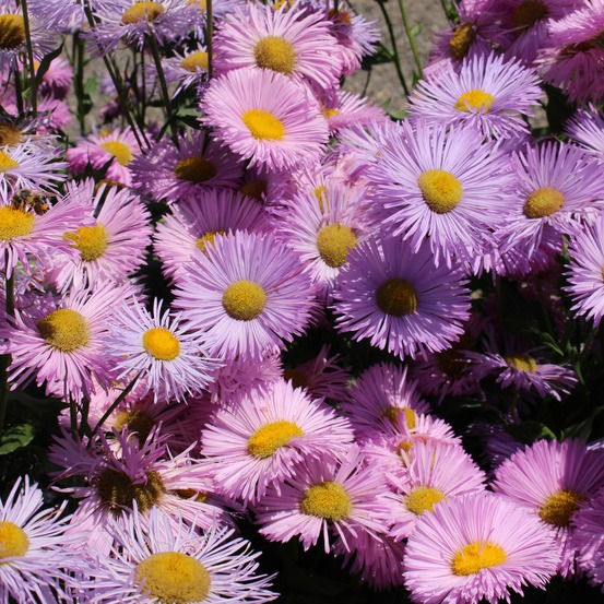 Vergerette rosa jewel - erigeron - le pot / ø 9cm, vendu par lot de 4