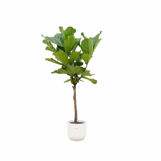 Ficus lyrata et son pot blanc - hauteur 160cm