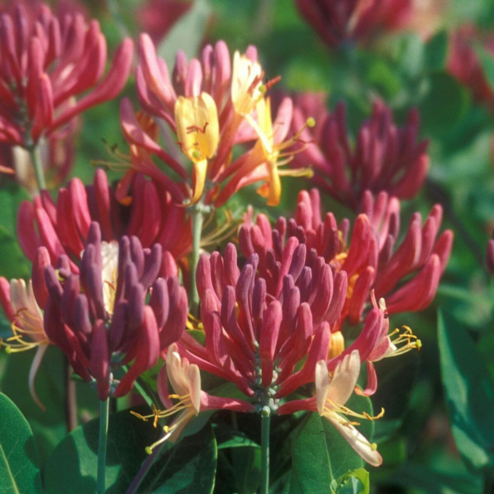 Chèvrefeuille goldflame pot de 1,5l - tuteur bambou 30/60 cm