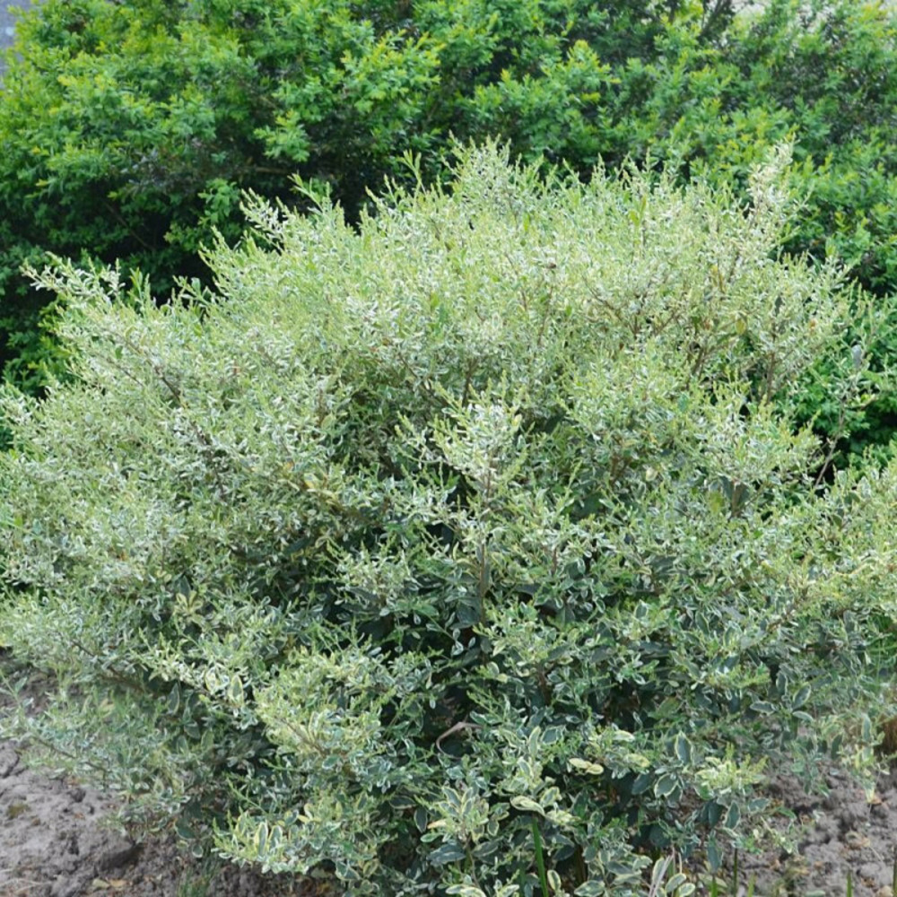 Troène musli® 'muster', ligustrum pot de 1,5l - 20/50 cm