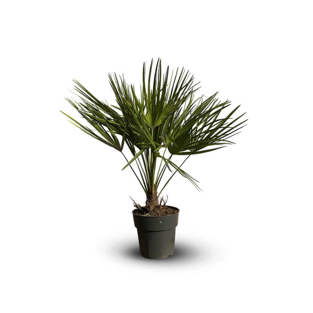 Chamaerops humilis - palmier nain - ↕ 50-60 cm - ⌀ 17 cm - plante d'extérieur