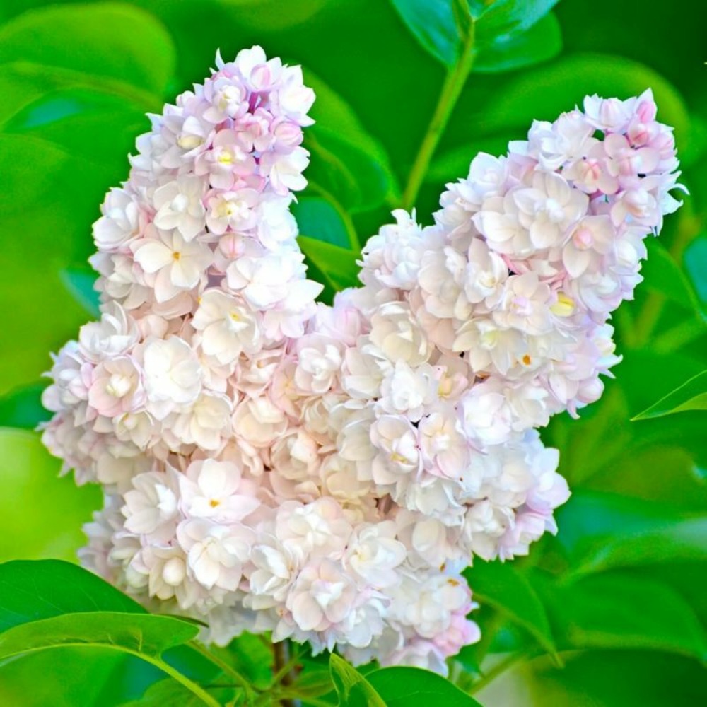 Lilas commun 'beauty of moscow' (syringa vulgaris)