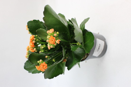 Kalanchoe fleurs doubles pot 10,5 cm