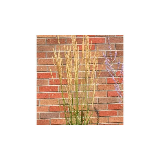 Calamagrostis avalanche pot de 3l - 20/40 cm