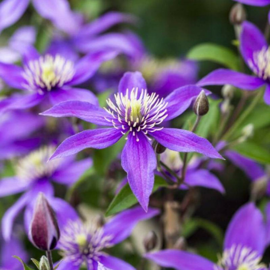 Clématite stella bella® 'so23005' pot de 2l - tuteur bambou 60/90 cm