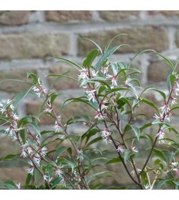 Sarcococca 'digyna purple stem' pot de 7,5l/10l