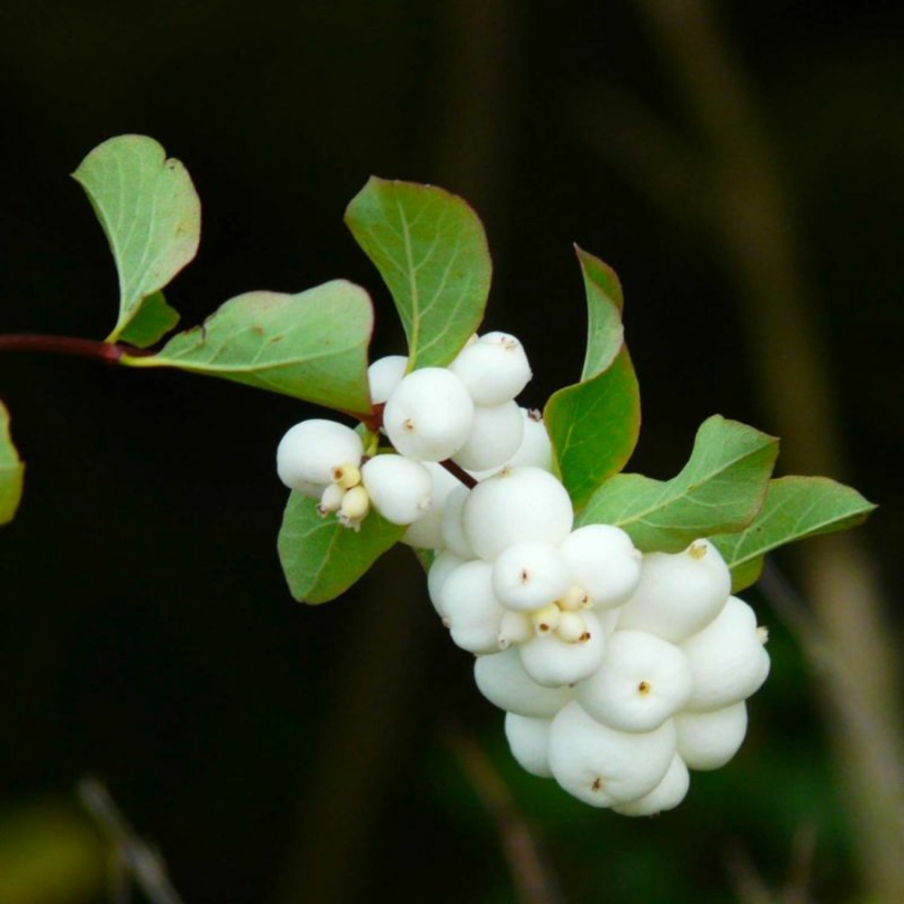 Symphorine 'white edge' (symphoricarpos doorenbosii 'white hedge')