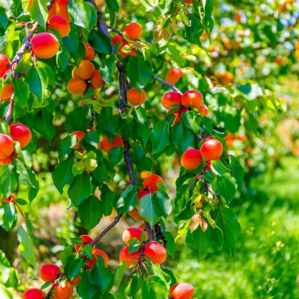 Abricotier Rouge du Rousillon - Scion 150 cm