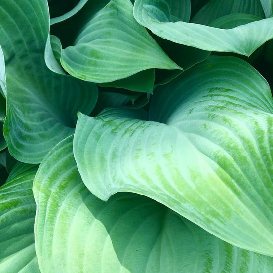 Hosta halcyon lot de 9 godets