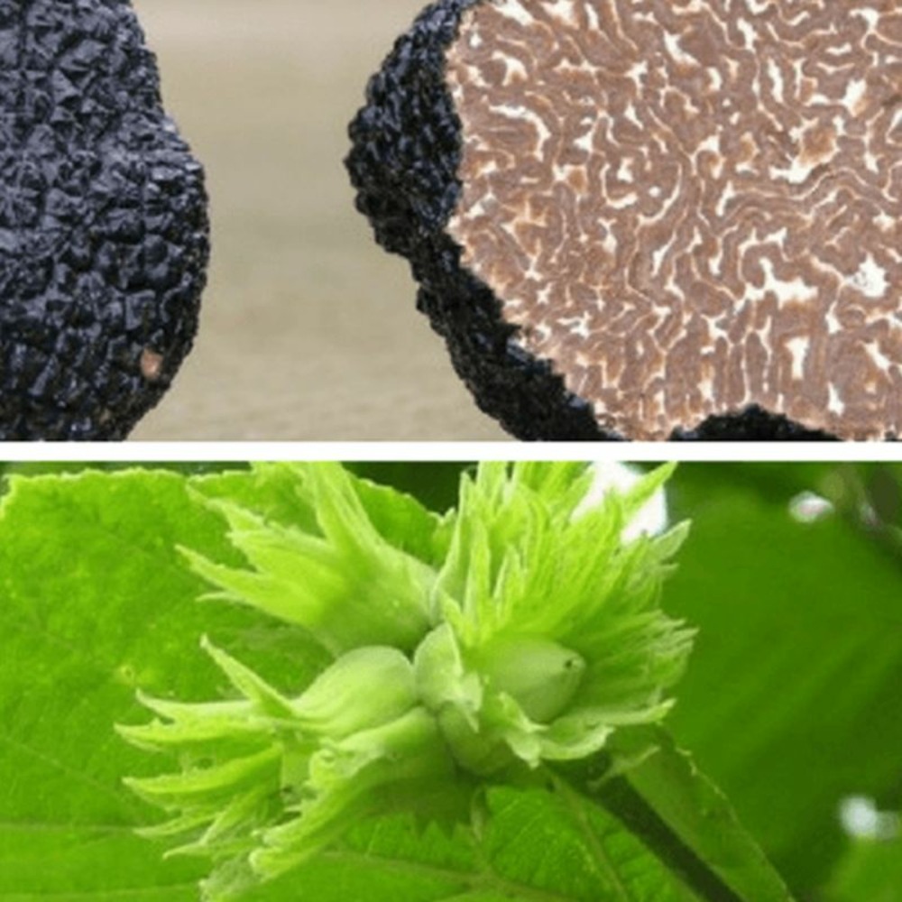 Noisetier commun uncinatum - conteneur 2l (corylus avellana)