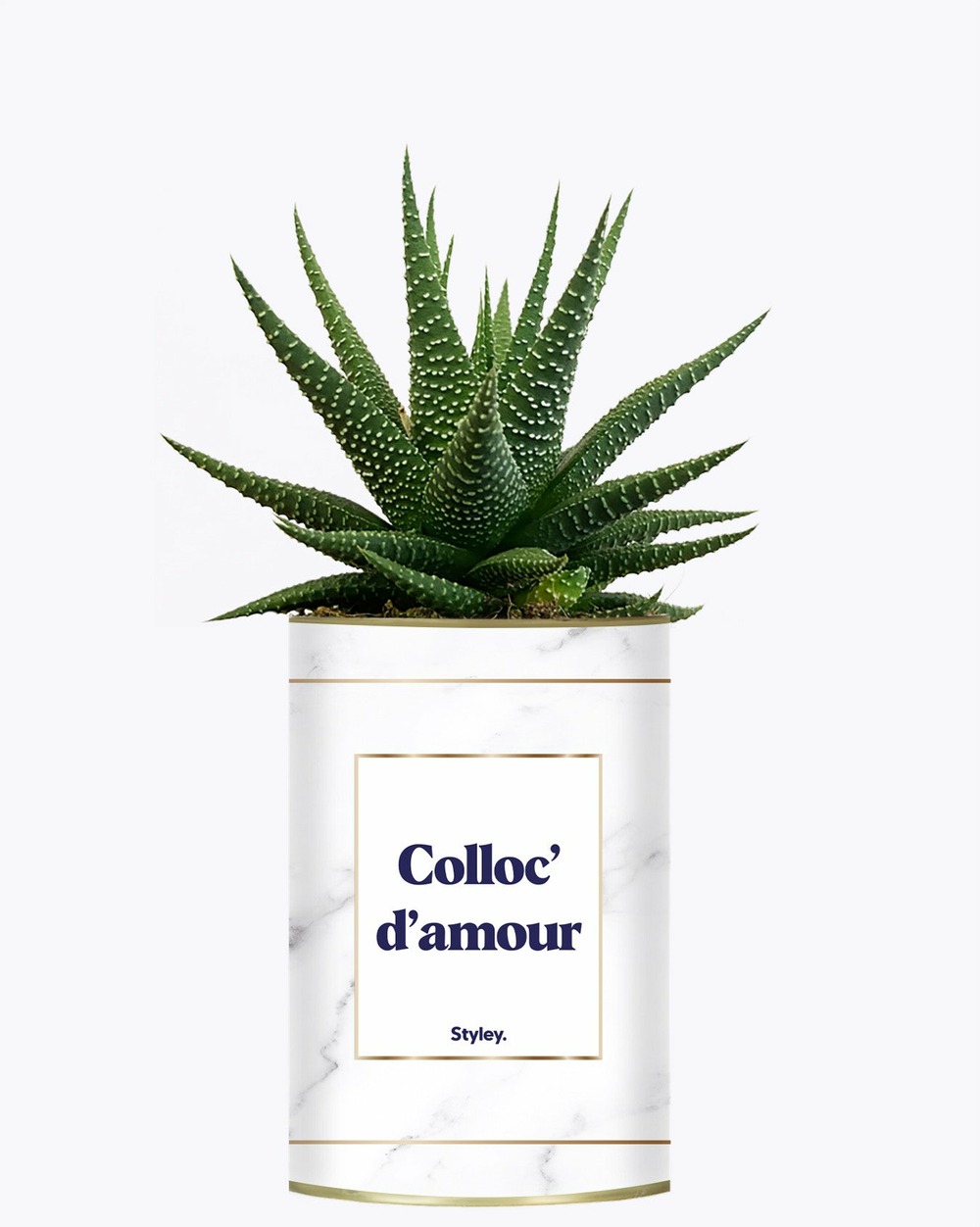 Plante personnalisée - colloc d'amour - cactus