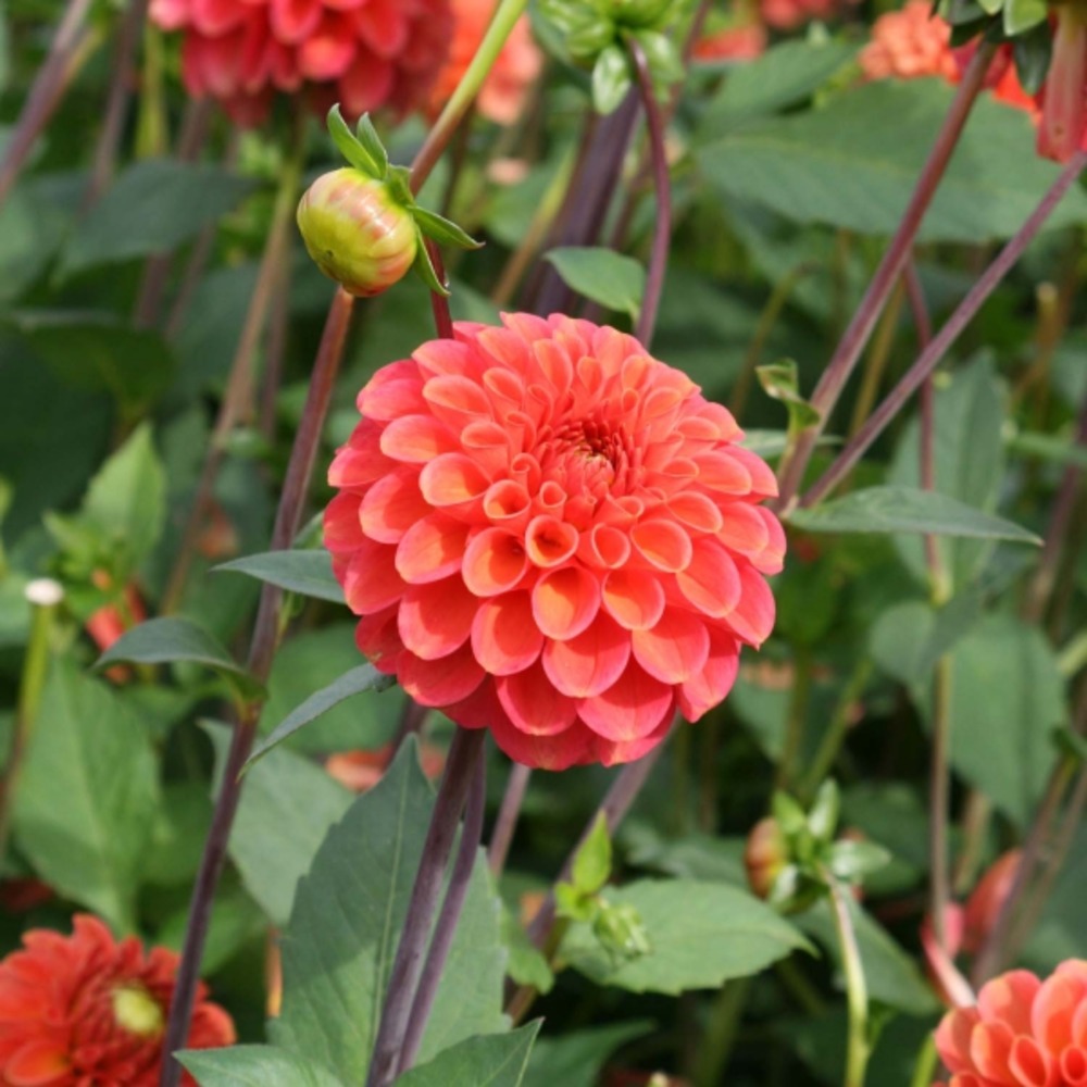 Dahlia pompon 'zundert mystery fox' bulbe calibre i