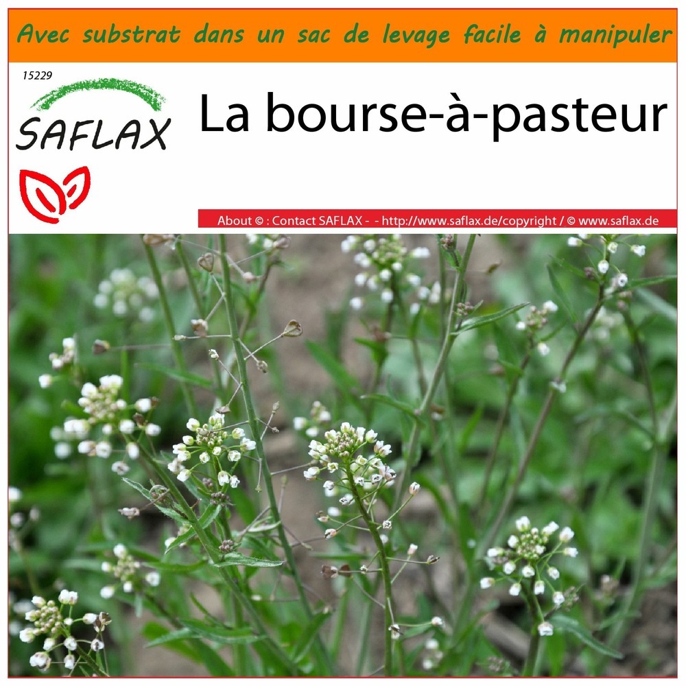 Garden in the bag - la bourse-à-pasteur - 1000 graines - capsella bursa-pastoris