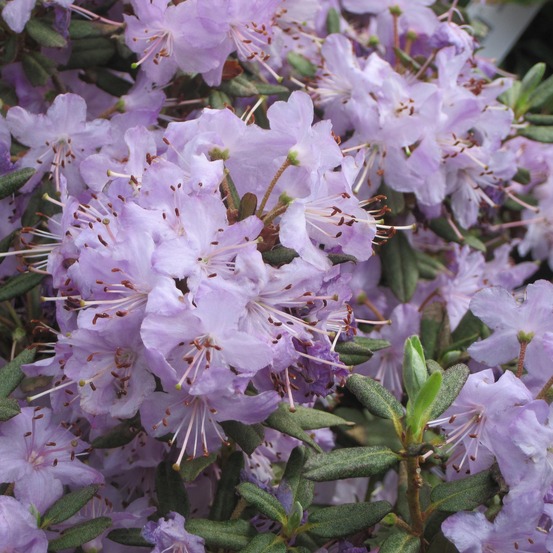 Rhododendron nain 'blue silver' pot de 3l/4l