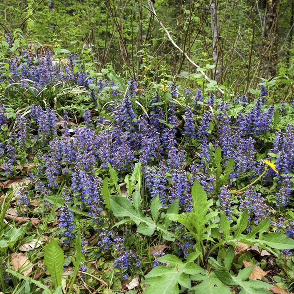 Lot de 6 - ajuga reptans - arbuste rampant vert noir - h. 10-20 cm
